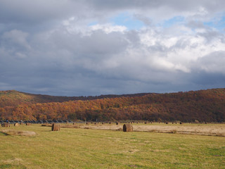 Autumn field