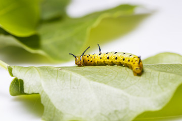 Caterpillar of common maplet butterfly hanging on leaf of host plant