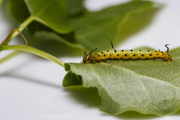 Caterpillar of common maplet butterfly hanging on leaf of host plant