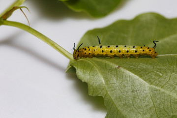 Caterpillar of common maplet butterfly hanging on leaf of host plant