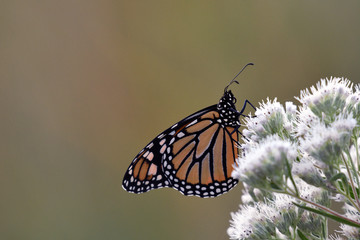 Monarch Butterfly soaking in morning Sun