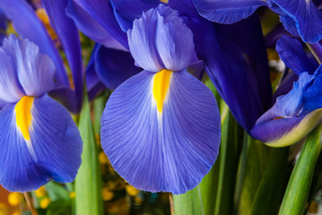 fiore blu