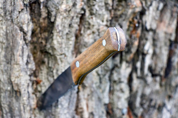 Selective focus. Knife with a wooden handle stuck in the trunk of a tree.