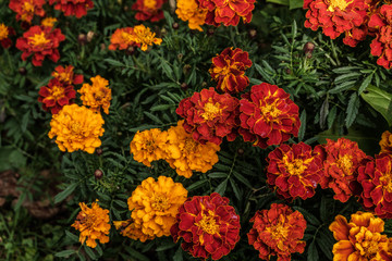 Herbstblumen im Garten