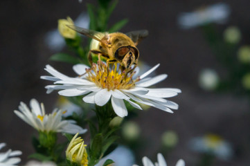 blossom white flower with bee in the garden in springtime summer with sun shine