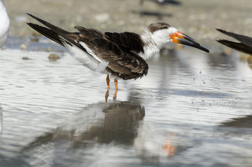 Bec en ciseaux noir,.Rynchops niger, Black Skimmer