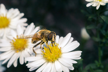 blossom white flower with bee in the garden in springtime summer with sun shine