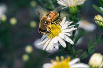 blossom white flower with bee in the garden in springtime summer with sun shine