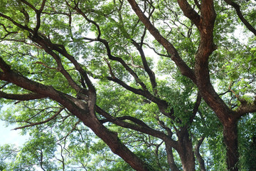 green tree branch background texture