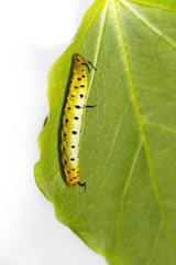Caterpillar of common maplet butterfly hanging on leaf of host plant