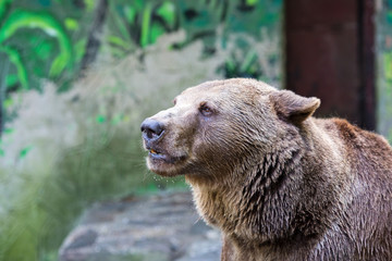 Brown bear in a zoo
