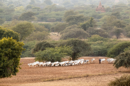 Cows and goats grazing in Bagan, Myanmar