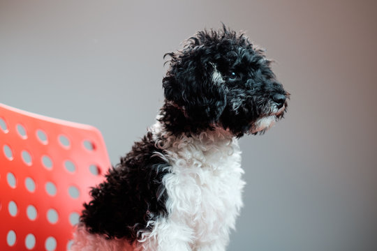 Harlequin Poodle Studio Portrait