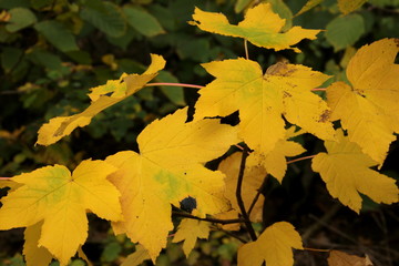 Gelbes Herbstlaub