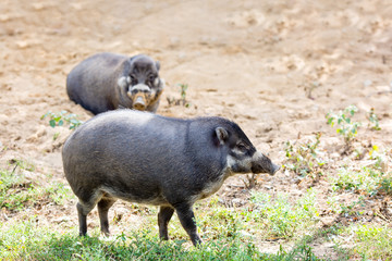 Two wildboars resting on a sunny summer day in the zoo