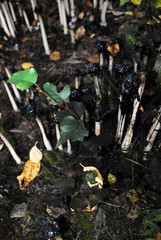 schwarz Färbung des Waldboden