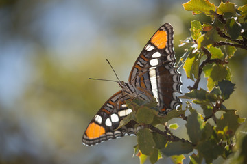 Arizona sisters butterfly on oak bush with wings open