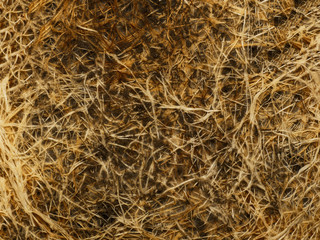 Root background