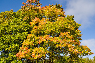 Naklejka premium Autumn. Maple leaves red, yellow against the blue sky