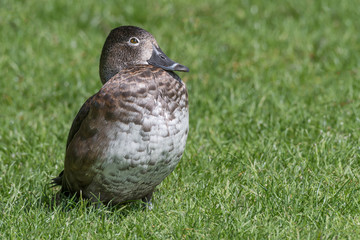 A close up portrait of a female ring necked duck sitting on the grass looking right