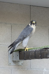 Halcon peregrino