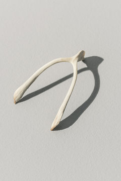 Collection of superstitious wishes, bird wishbones