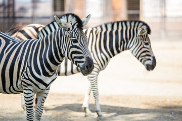 Close-up of two zebras standing in the zoo on sunny day
