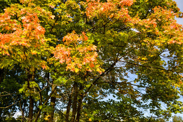 Color maple leaves and on branches. Autumn colors. Yellow, red against the blue sky