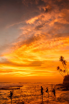 Sunset stilt fishing, Sri lanka