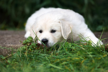 golden retriever puppy lying down outdoors