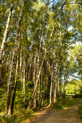Grove of birch trees and dry grass in early autumn
