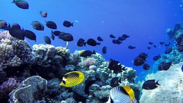 Coral reefs and tropical fish. Beautiful tropical fish and coral reef.
