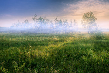 Fototapeta na wymiar Summer meadow with foggy sunrise