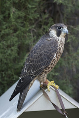 Halcon peregrino