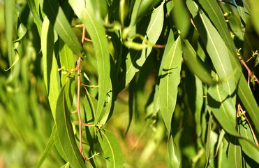 Eucalyptus leaves blowing in the wind 2