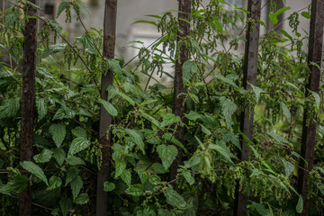 green nettle in the garden