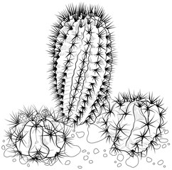 drawing of cacti