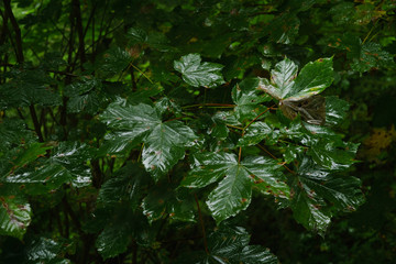 wet leaves in the park in the rainy weather