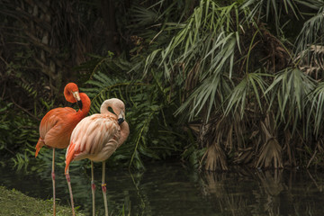 Floridian Pink Flamingos