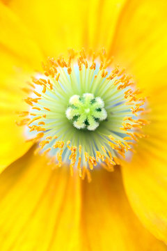 Icelandic Poppy