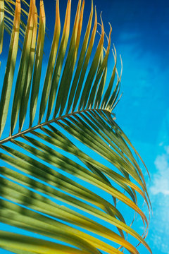 Bright Green Palm Leaf Against Blue Backround
