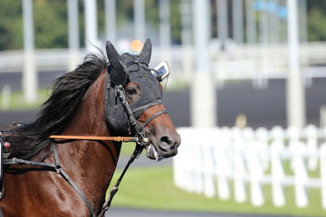 trotteur