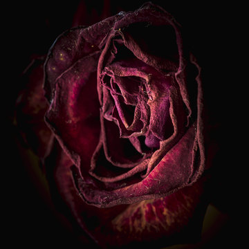 Dying and dried up red rose