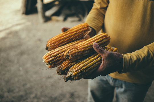Cultivating Corn