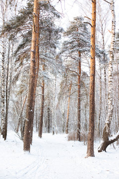 Snowy  path in winter forest