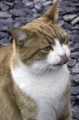 Cat Licking His Nose