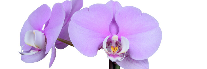Pinke Phalaenopsis Orchidee isoliert vor weißem Hintergrund