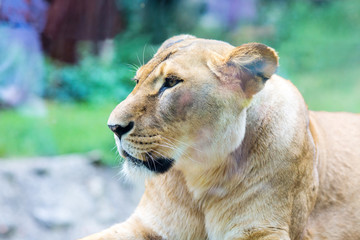 Close-up photo of lioness lying on the ground in the zoo