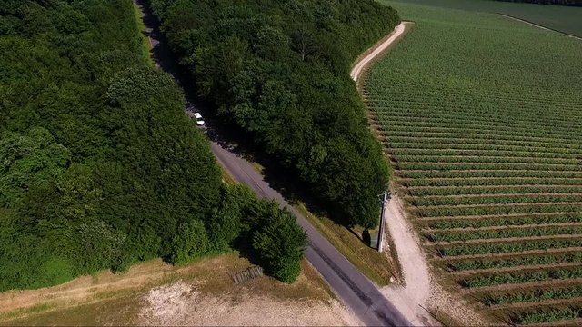 vignes dans le sud de la france