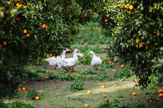 Orange Grove With Ducks